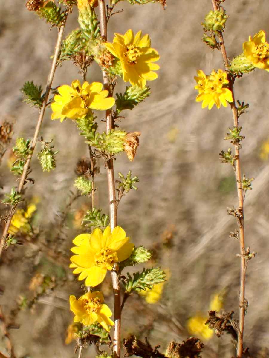 Holocarpha virgata ssp. elongata