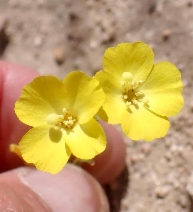 Camissonia campestris