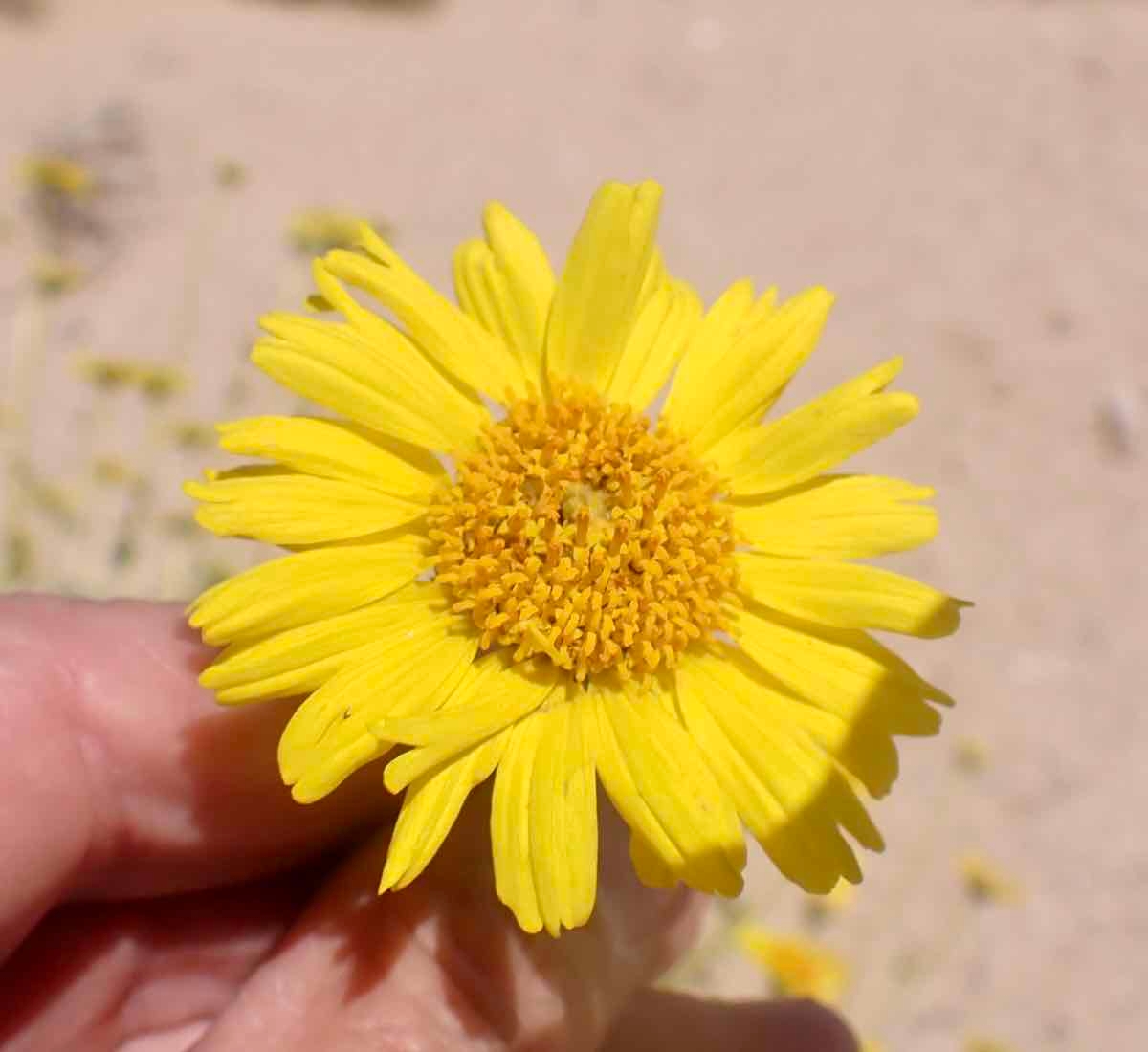 Encelia actoni