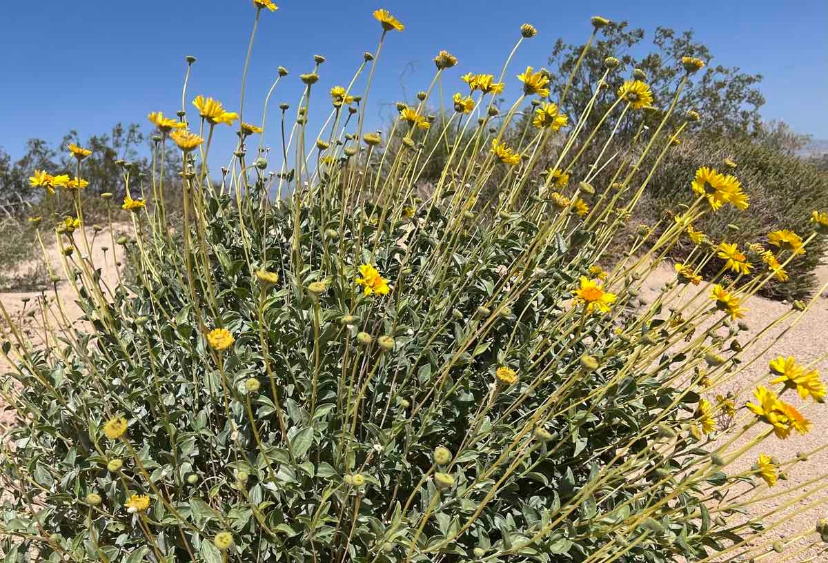 Encelia virginensis