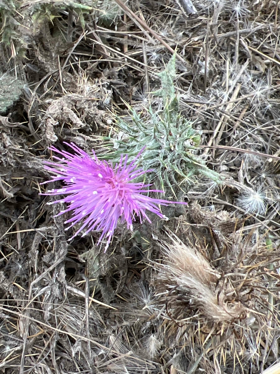 Carduus tenuiflorus