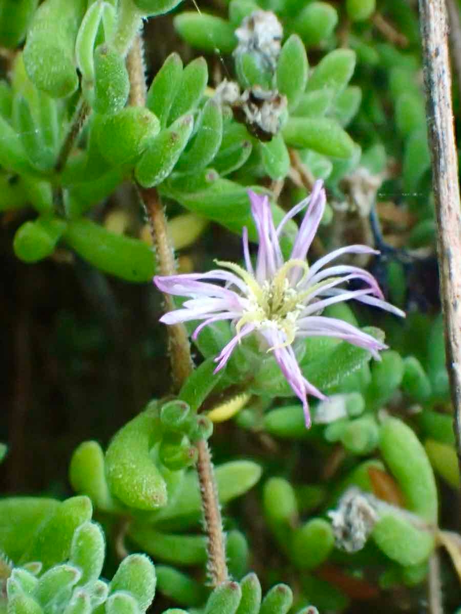 Drosanthemum floribundum