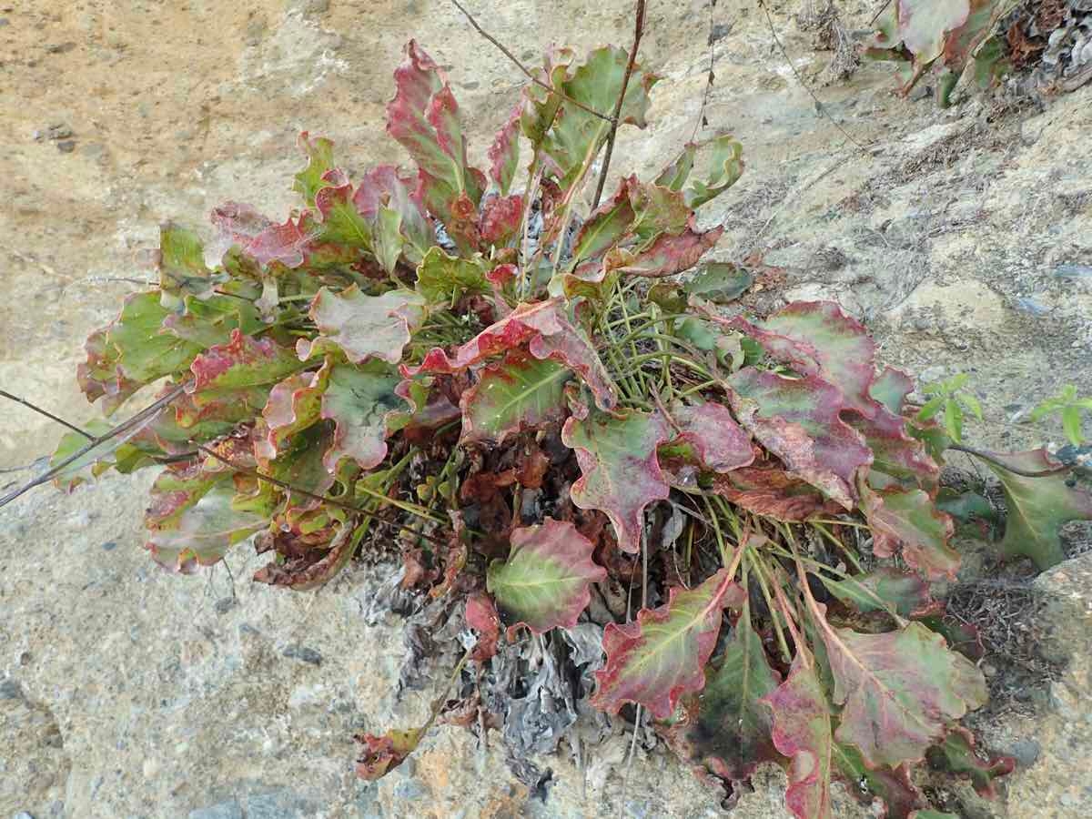 Limonium sventenii