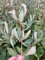 Rhamnus tomentella