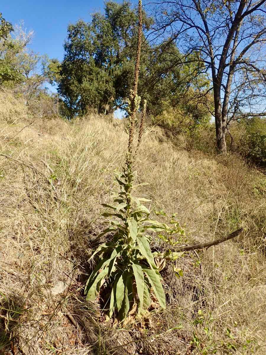 Verbascum thapsus