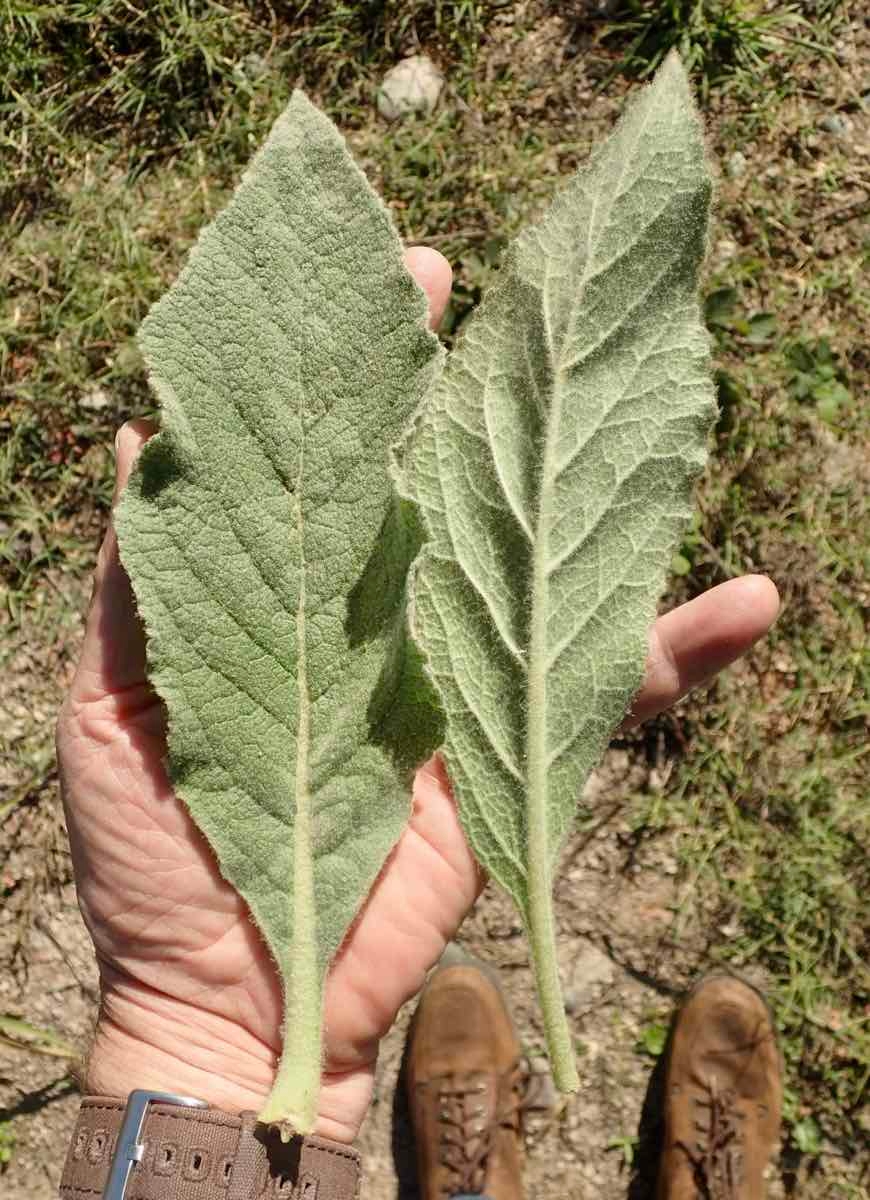 Verbascum thapsus