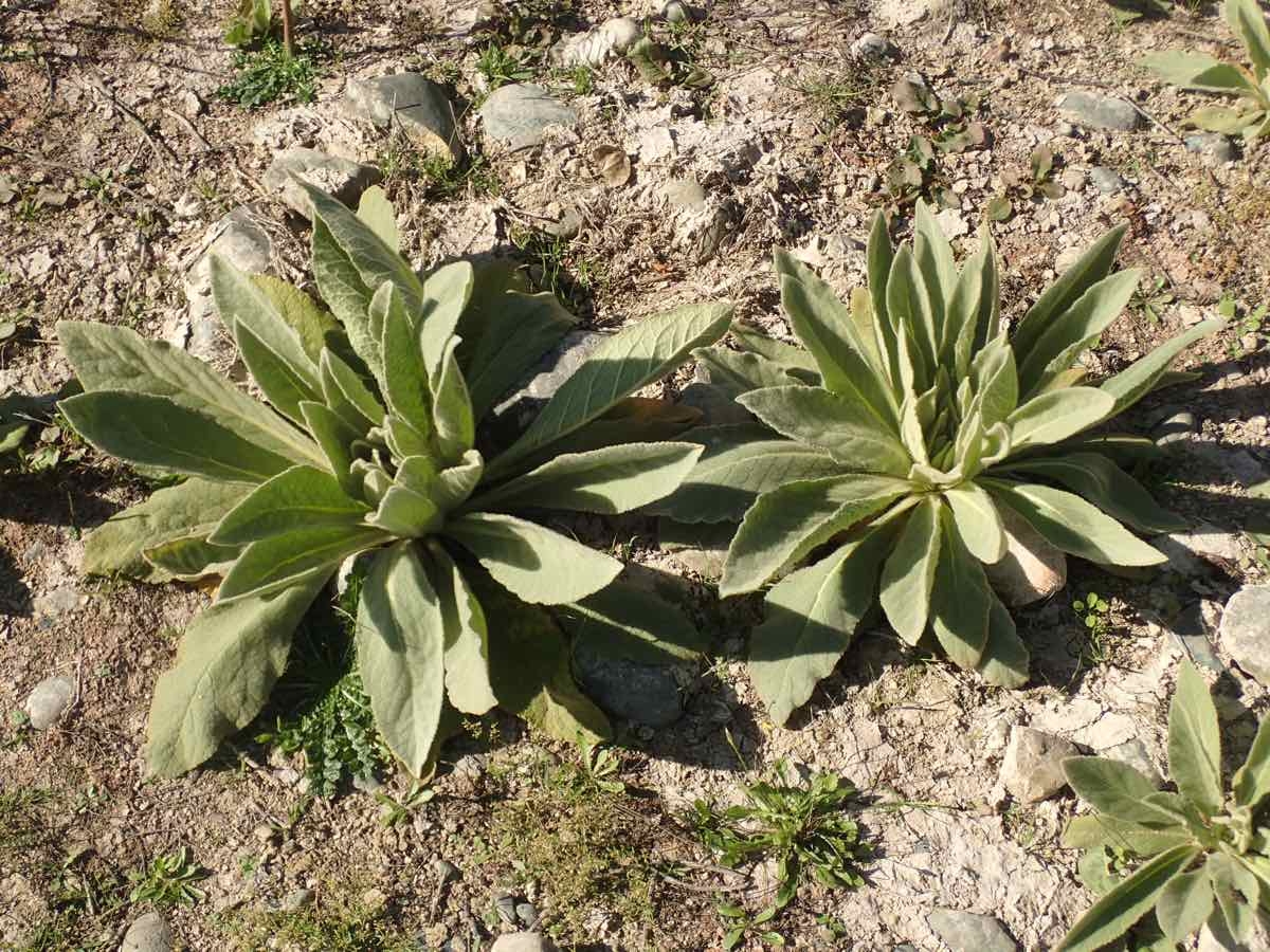 Verbascum thapsus