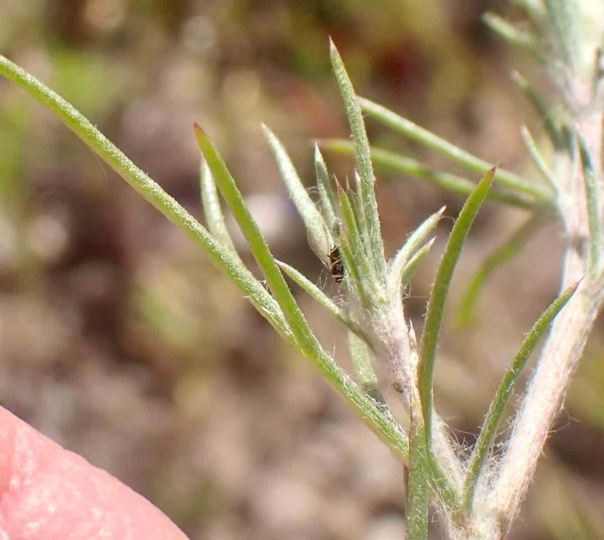 Eriastrum hooveri