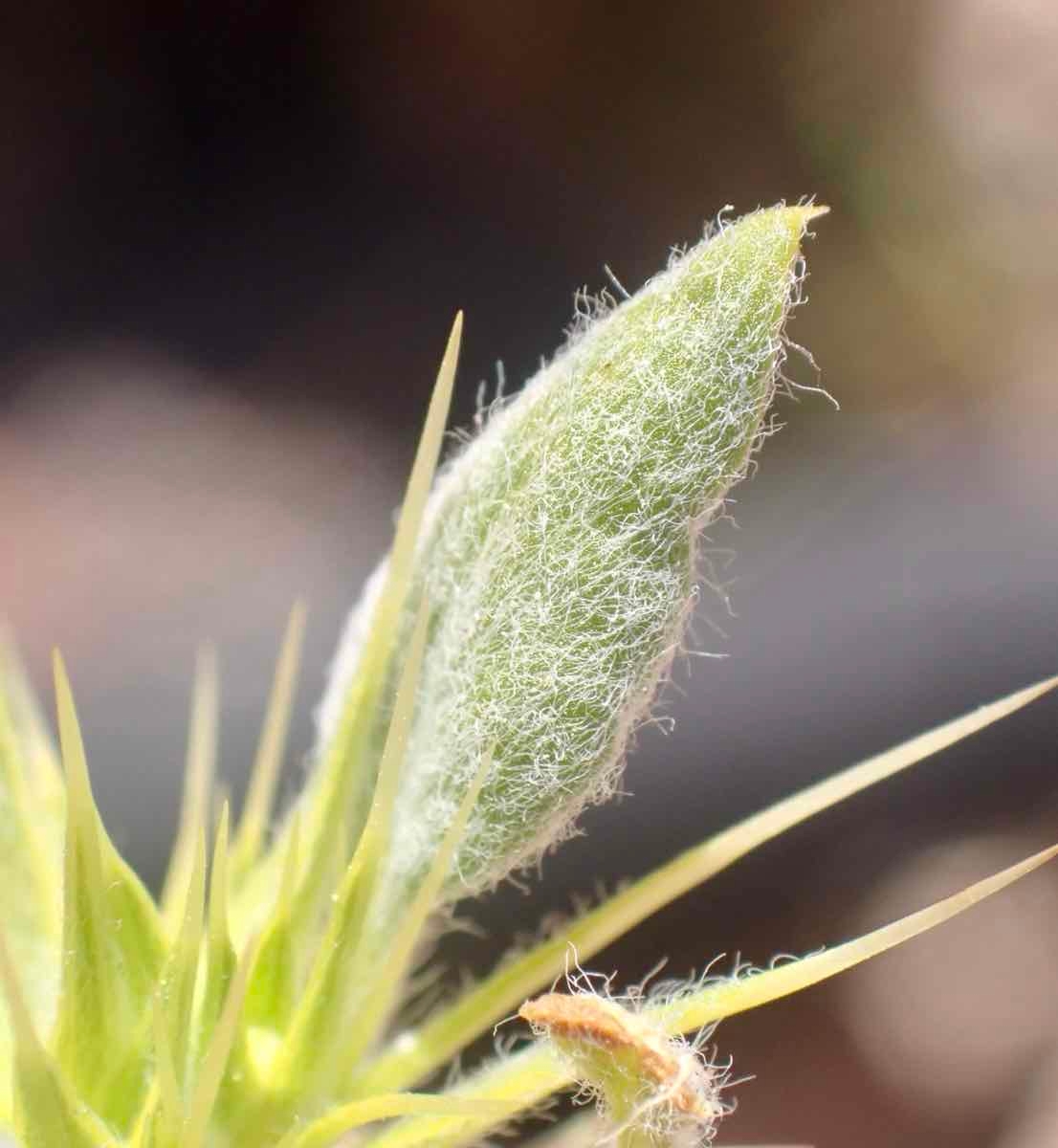 Chorizanthe rigida