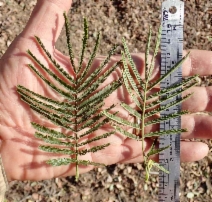 Acacia mearnsii