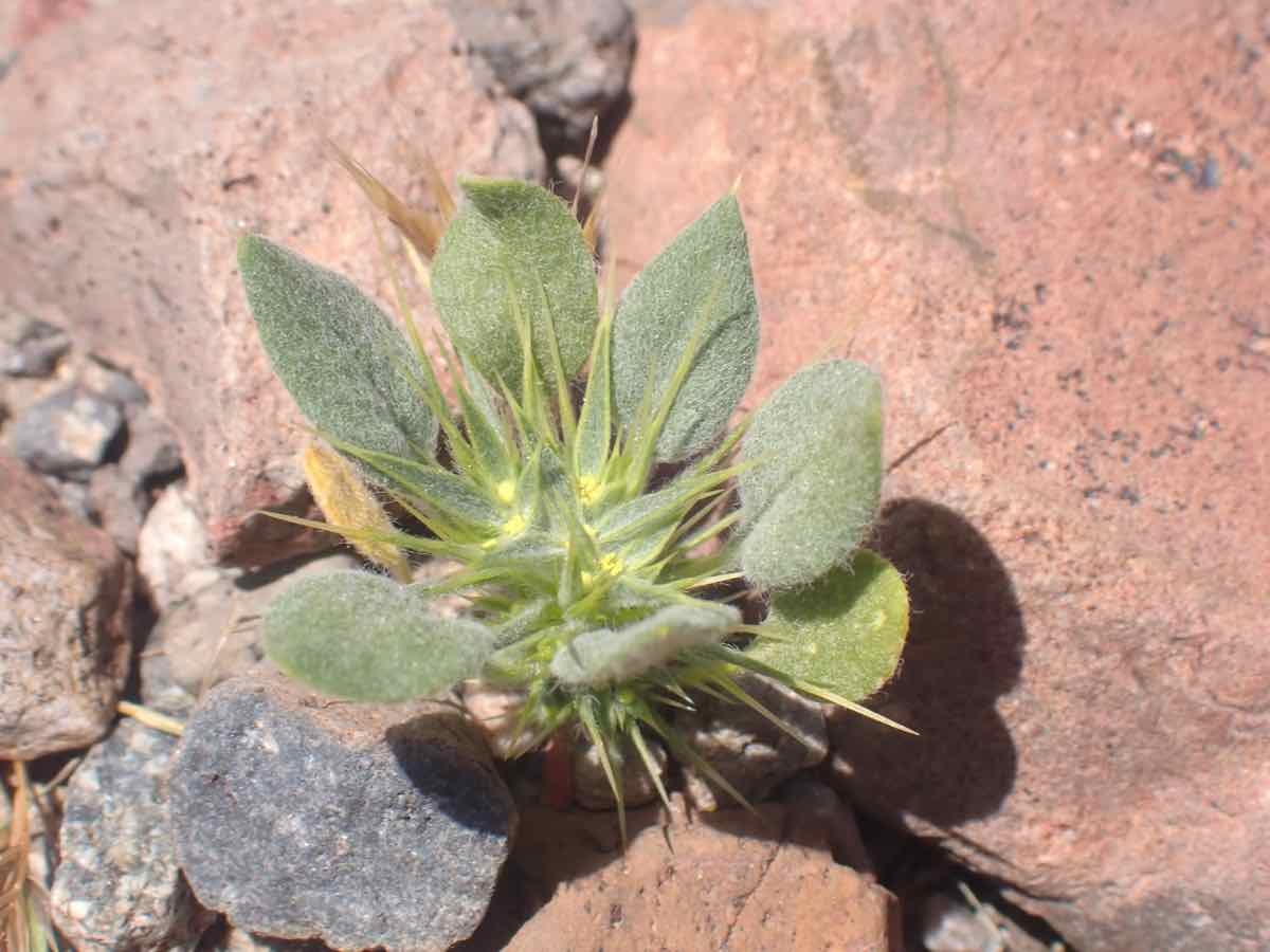 Chorizanthe rigida