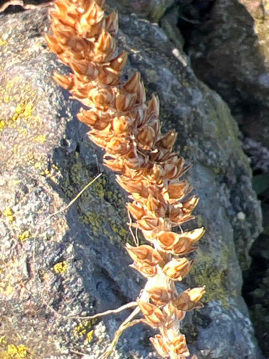 Plantago subnuda