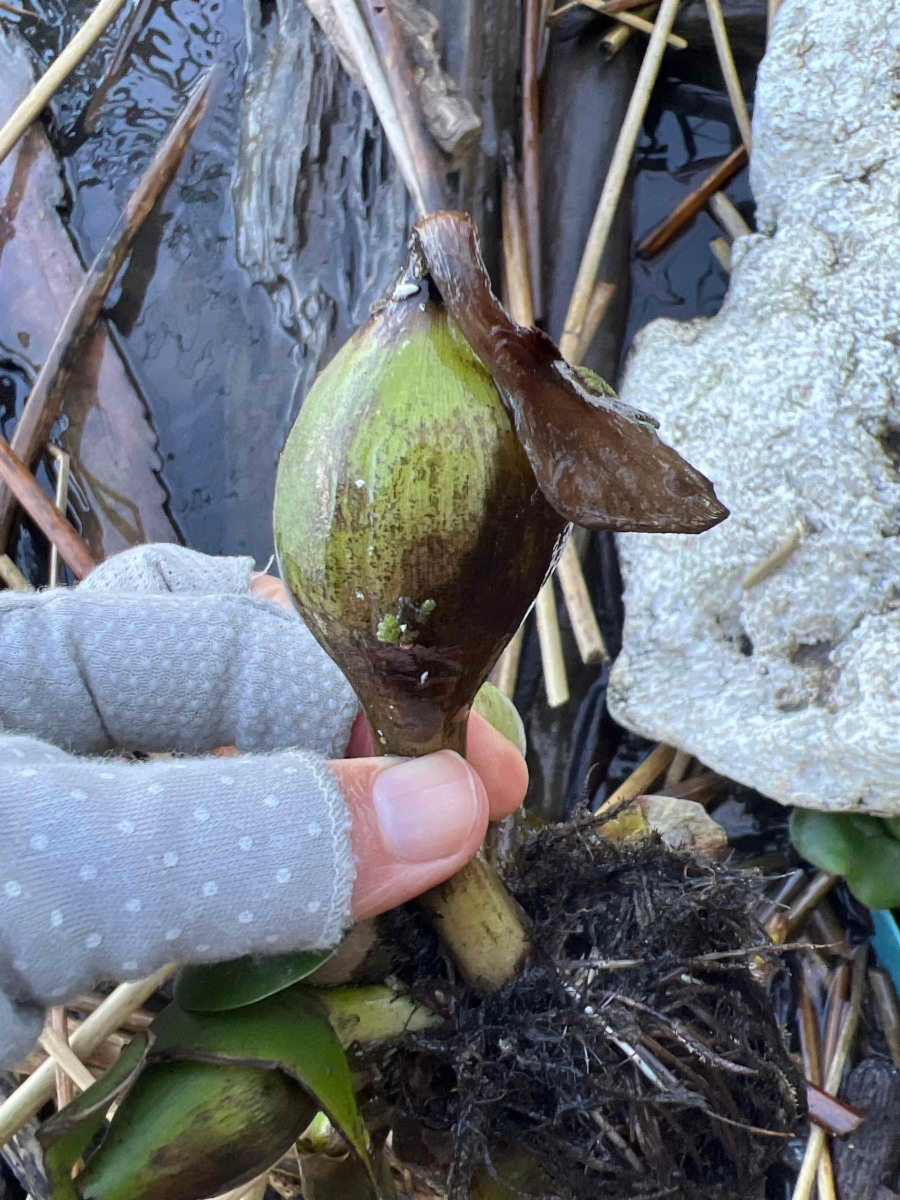 Eichhornia crassipes