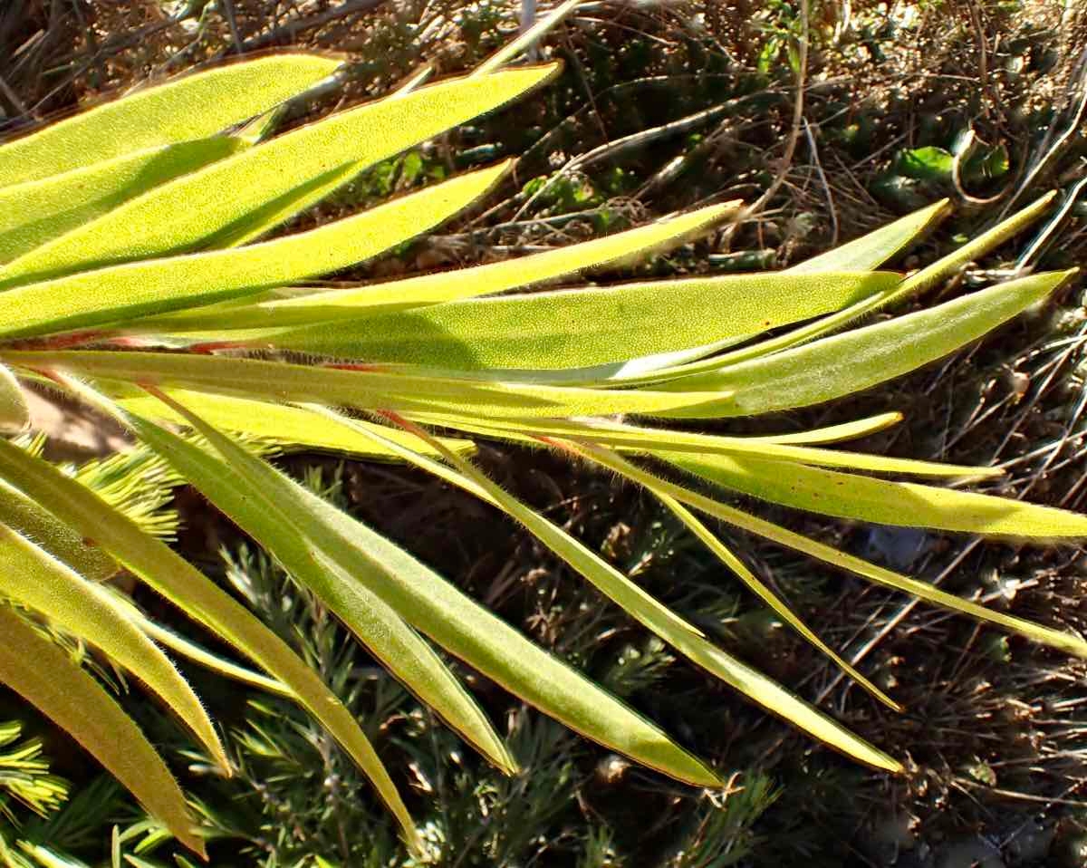 Melaleuca viminalis