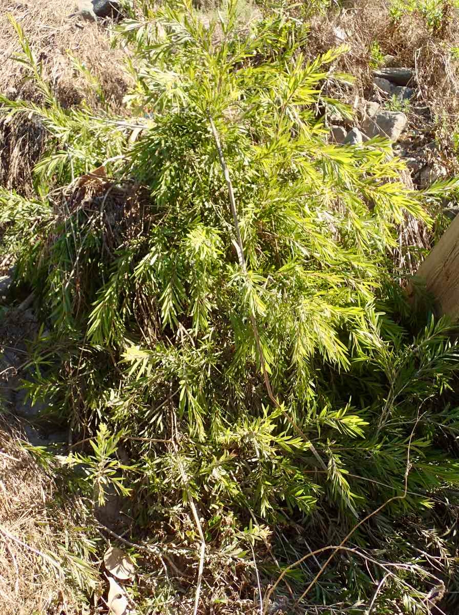 Melaleuca viminalis