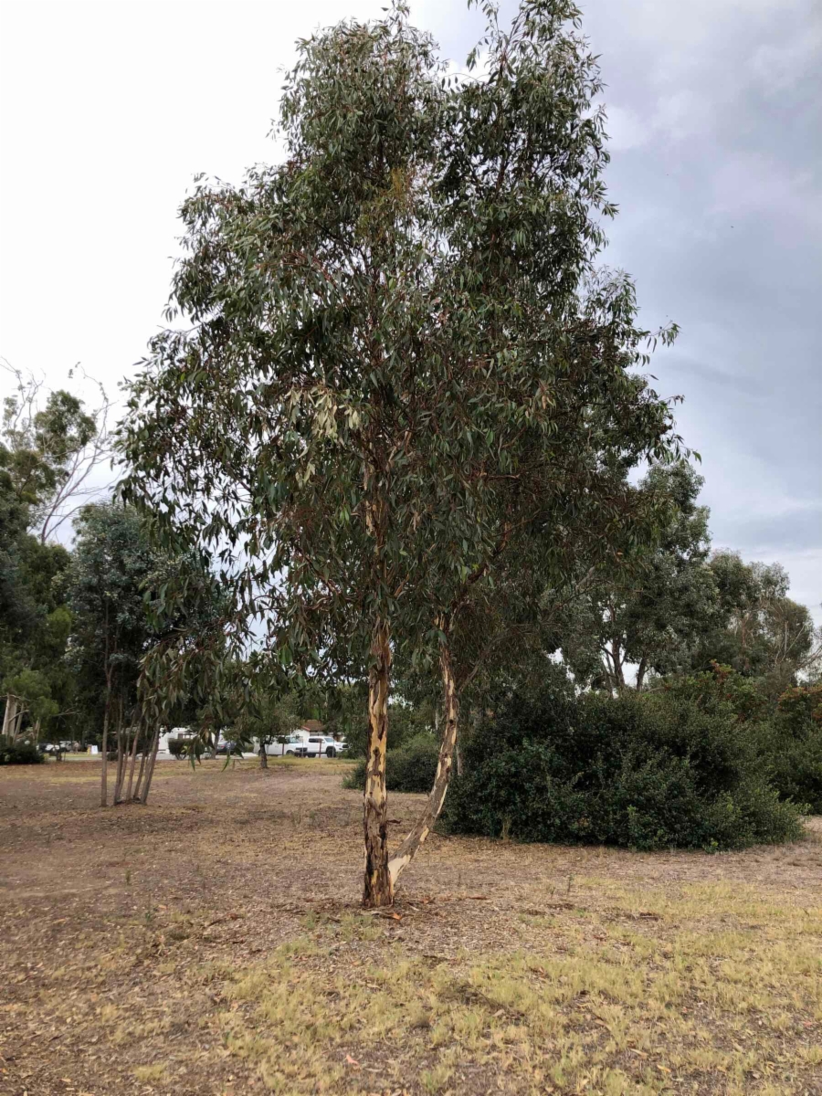 Eucalyptus cladocalyx