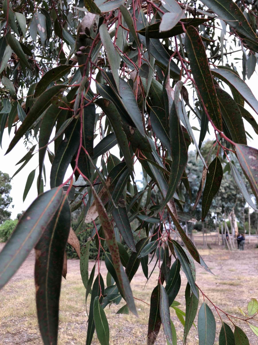 Eucalyptus cladocalyx