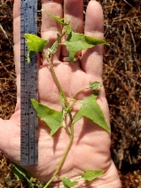 Atriplex prostrata