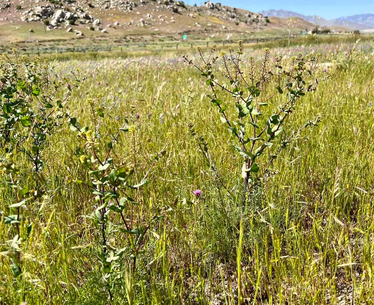 Lepidium perfoliatum