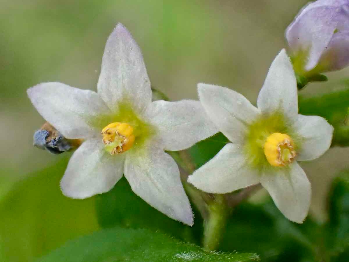 Solanum americanum