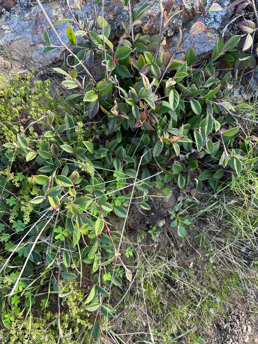 Cotoneaster franchetii