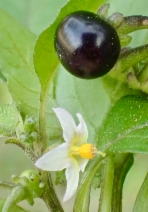 Solanum americanum