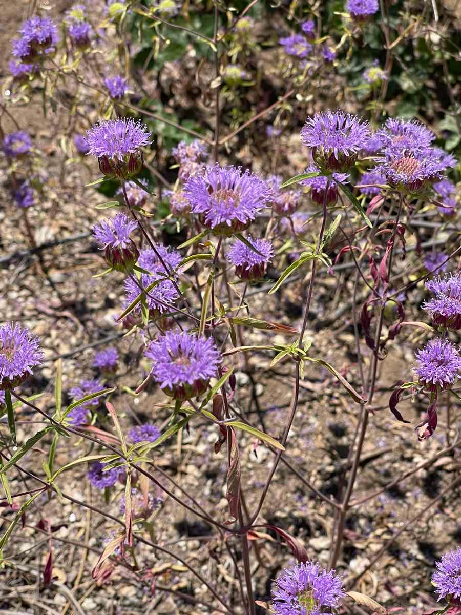 Monardella breweri ssp. lanceolata