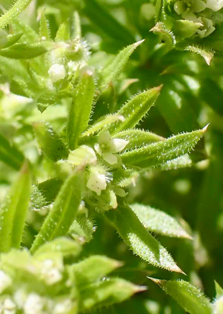 Galium aparine