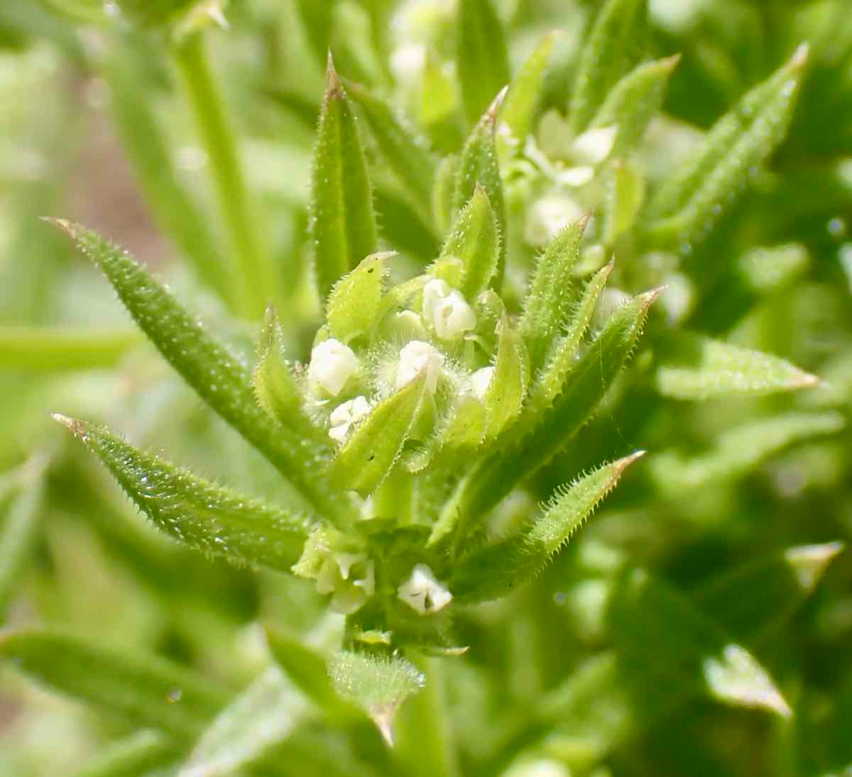 Galium aparine