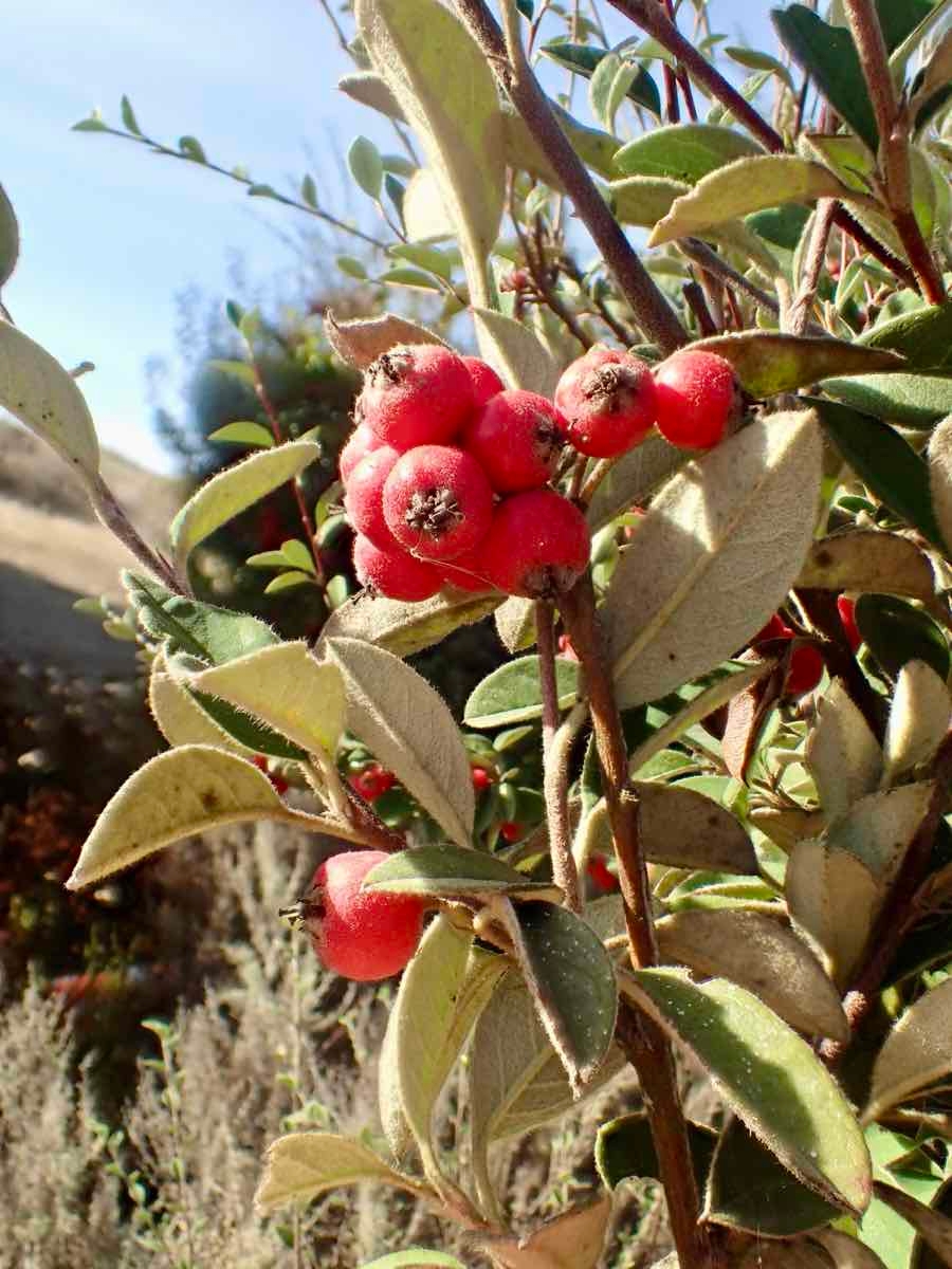 Cotoneaster pannosus