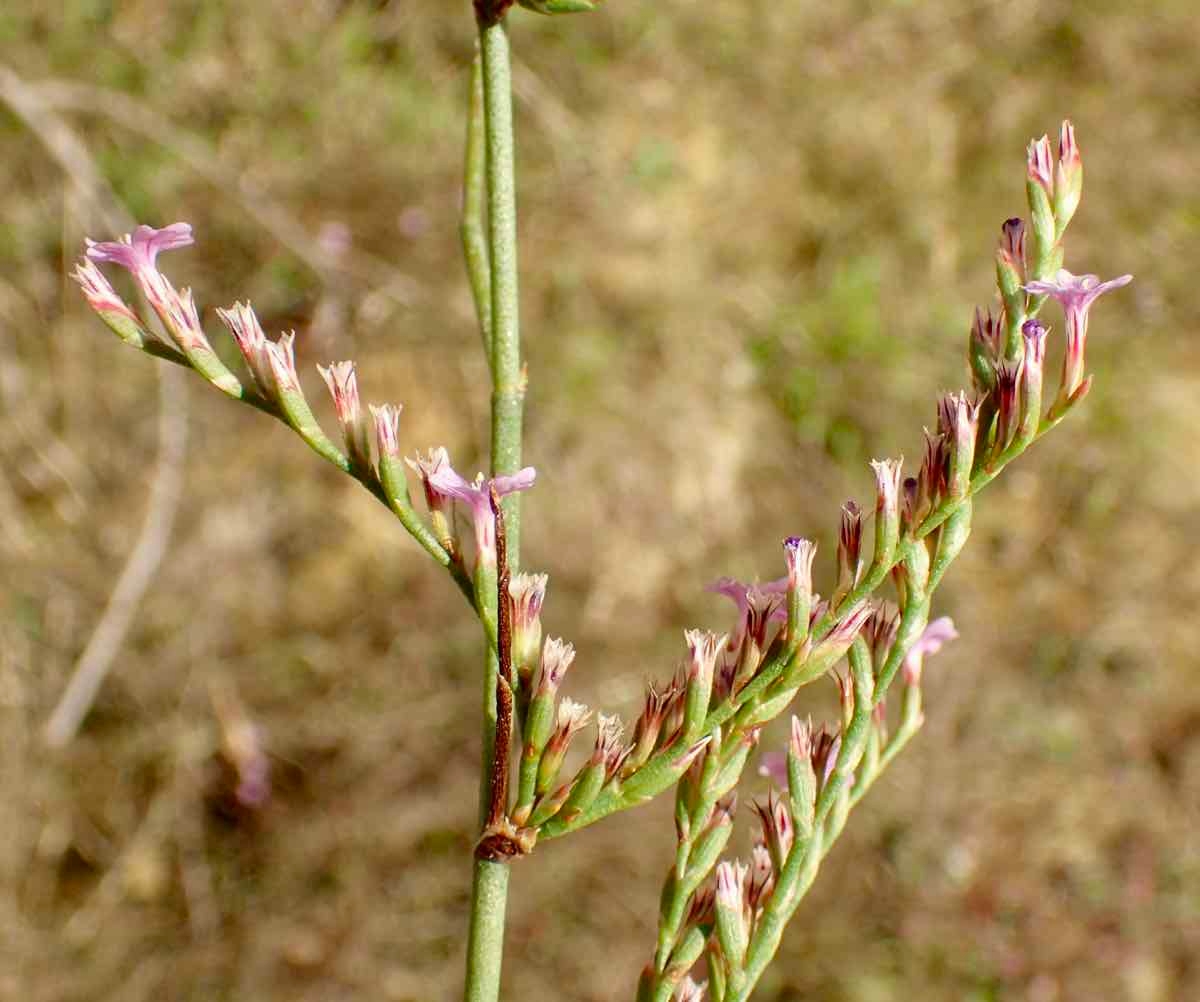 Limonium duriusculum