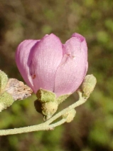 Malacothamnus fasciculatus