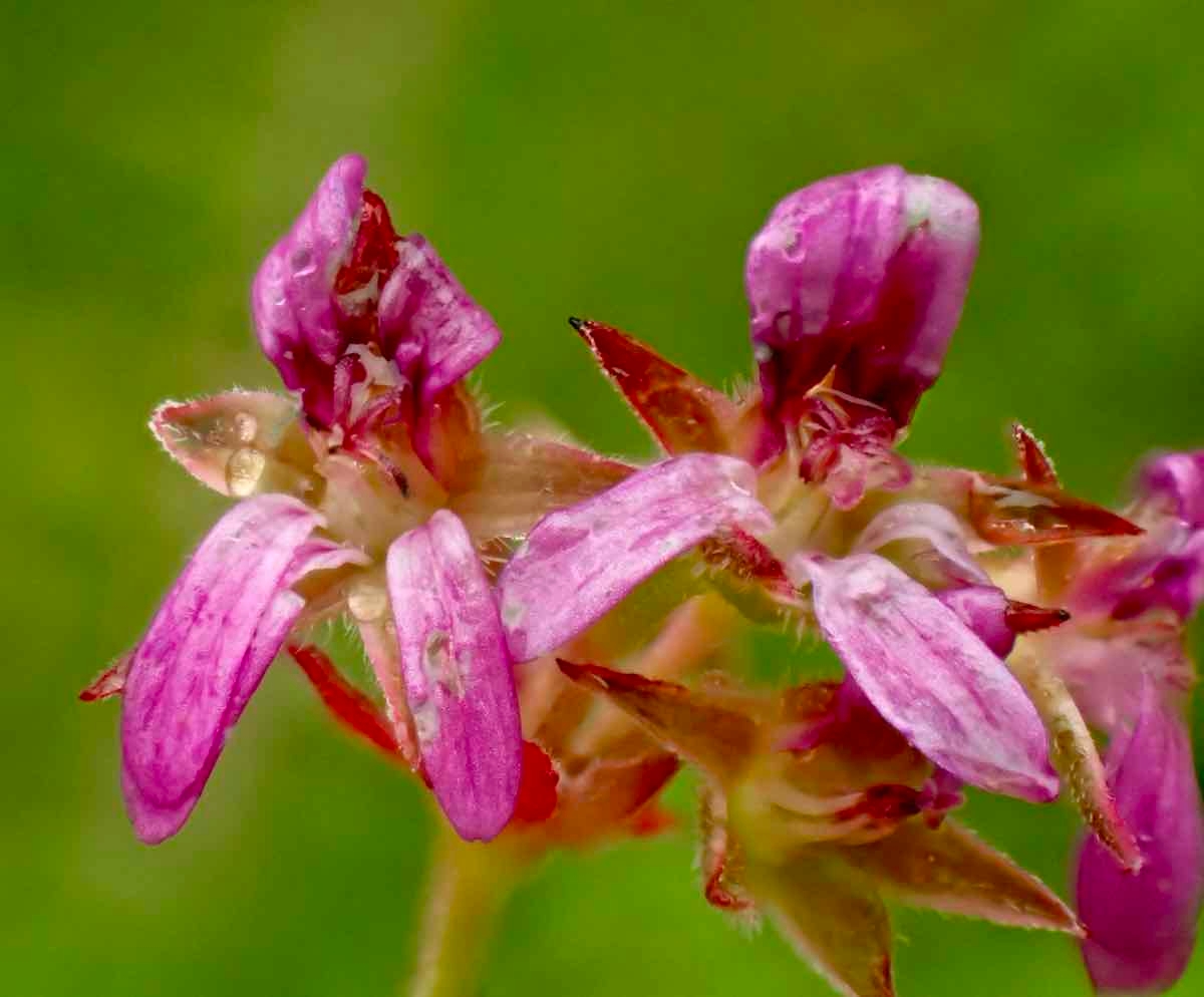 Pelargonium grossularioides