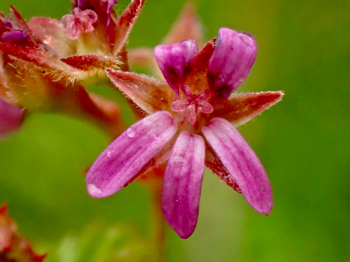 Pelargonium grossularioides