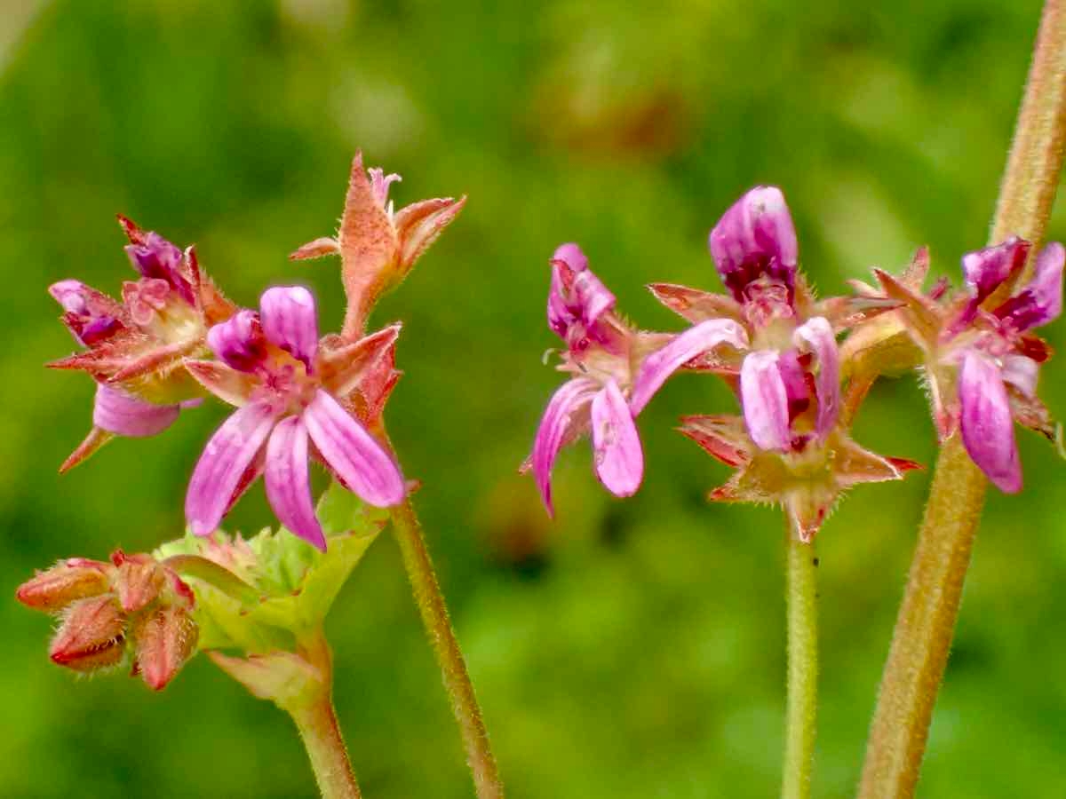 Pelargonium grossularioides