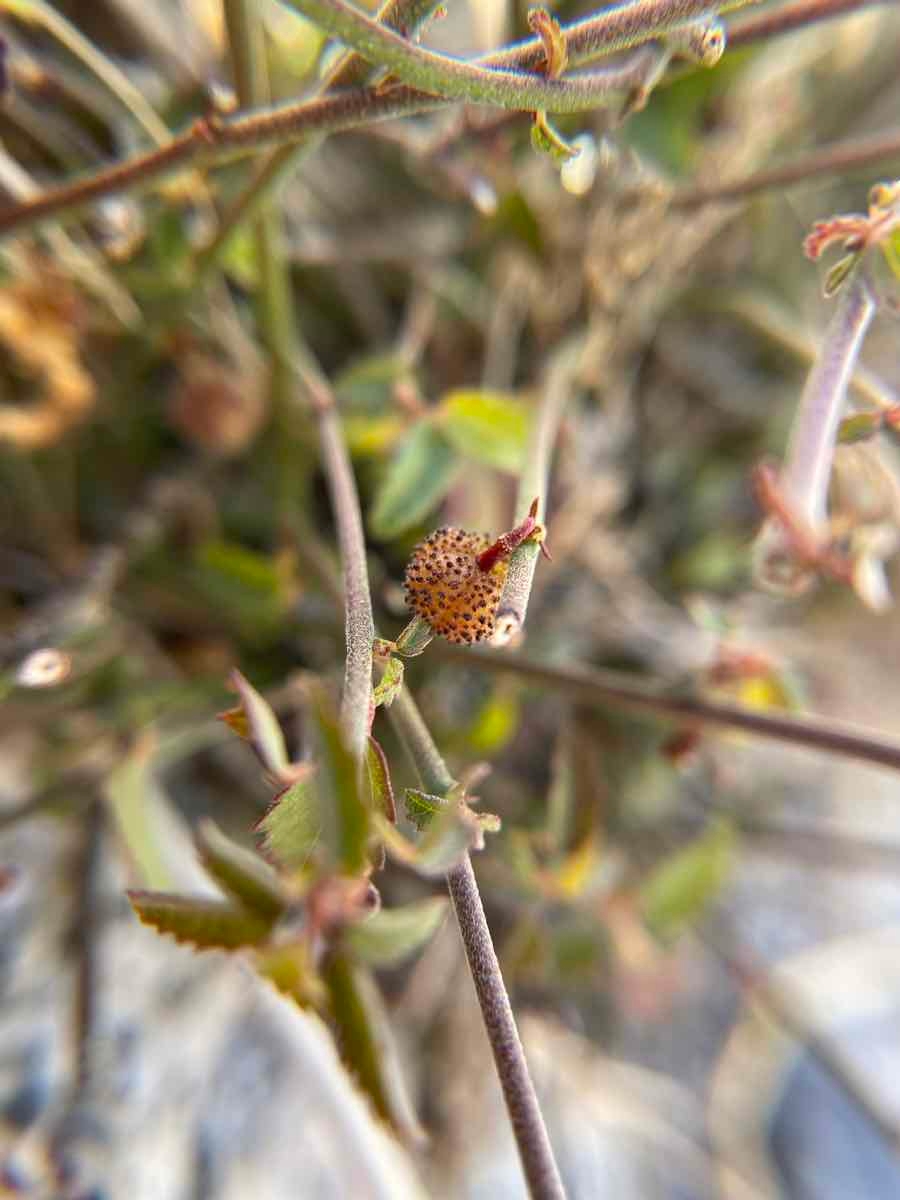 Ayenia compacta