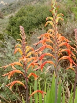 Chasmanthe floribunda