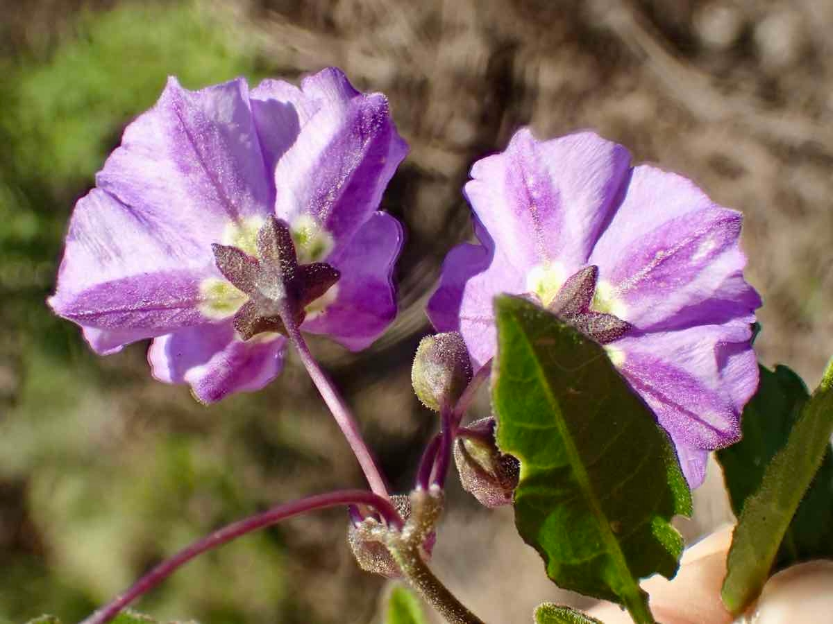 Solanum umbelliferum