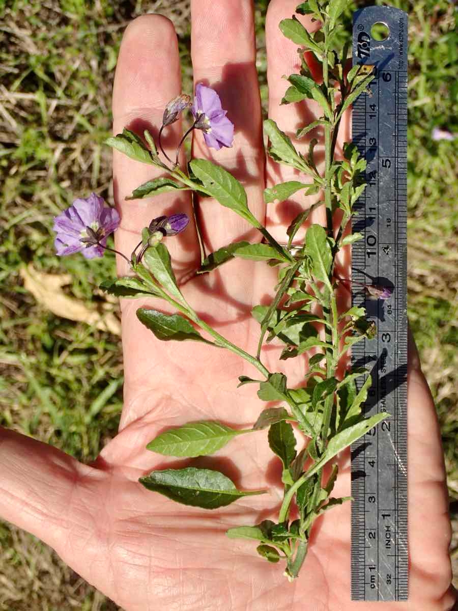 Solanum umbelliferum