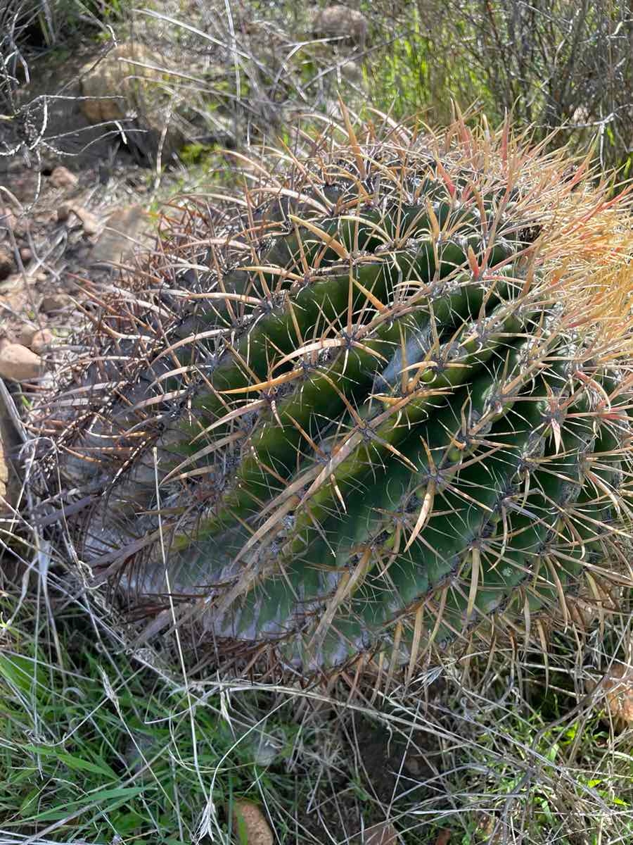 Ferocactus viridescens