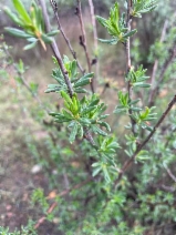 Eriogonum fasciculatum var. fasciculatum