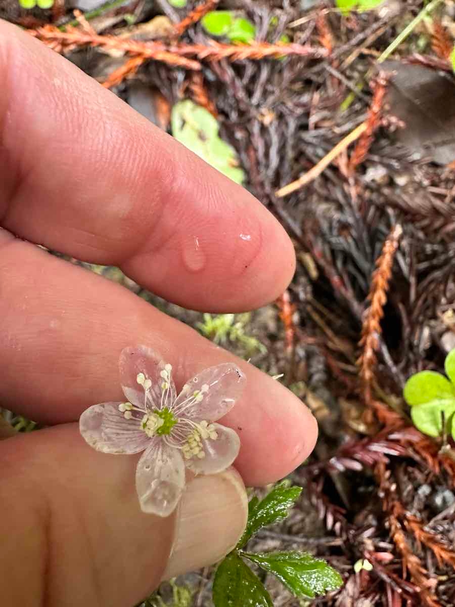 Anemone grayi