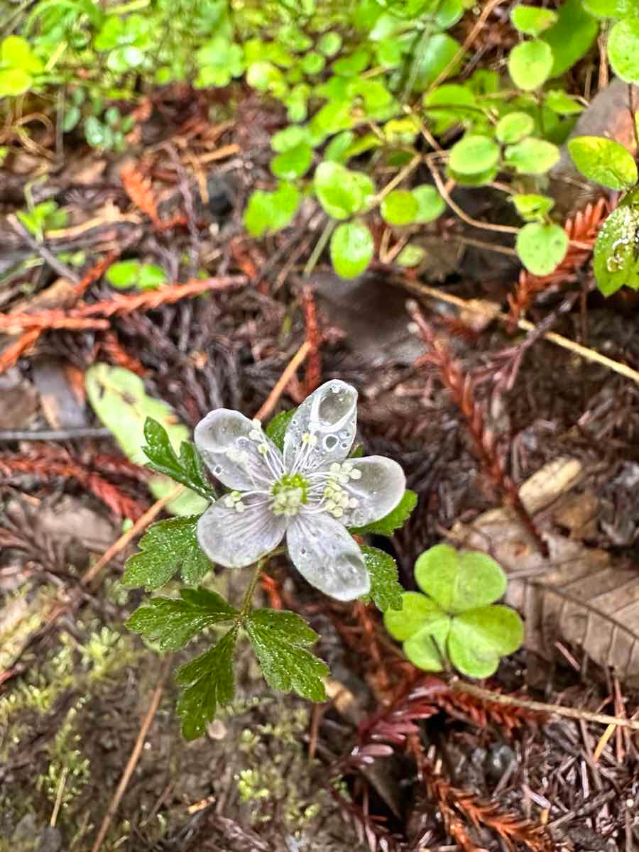 Anemone grayi