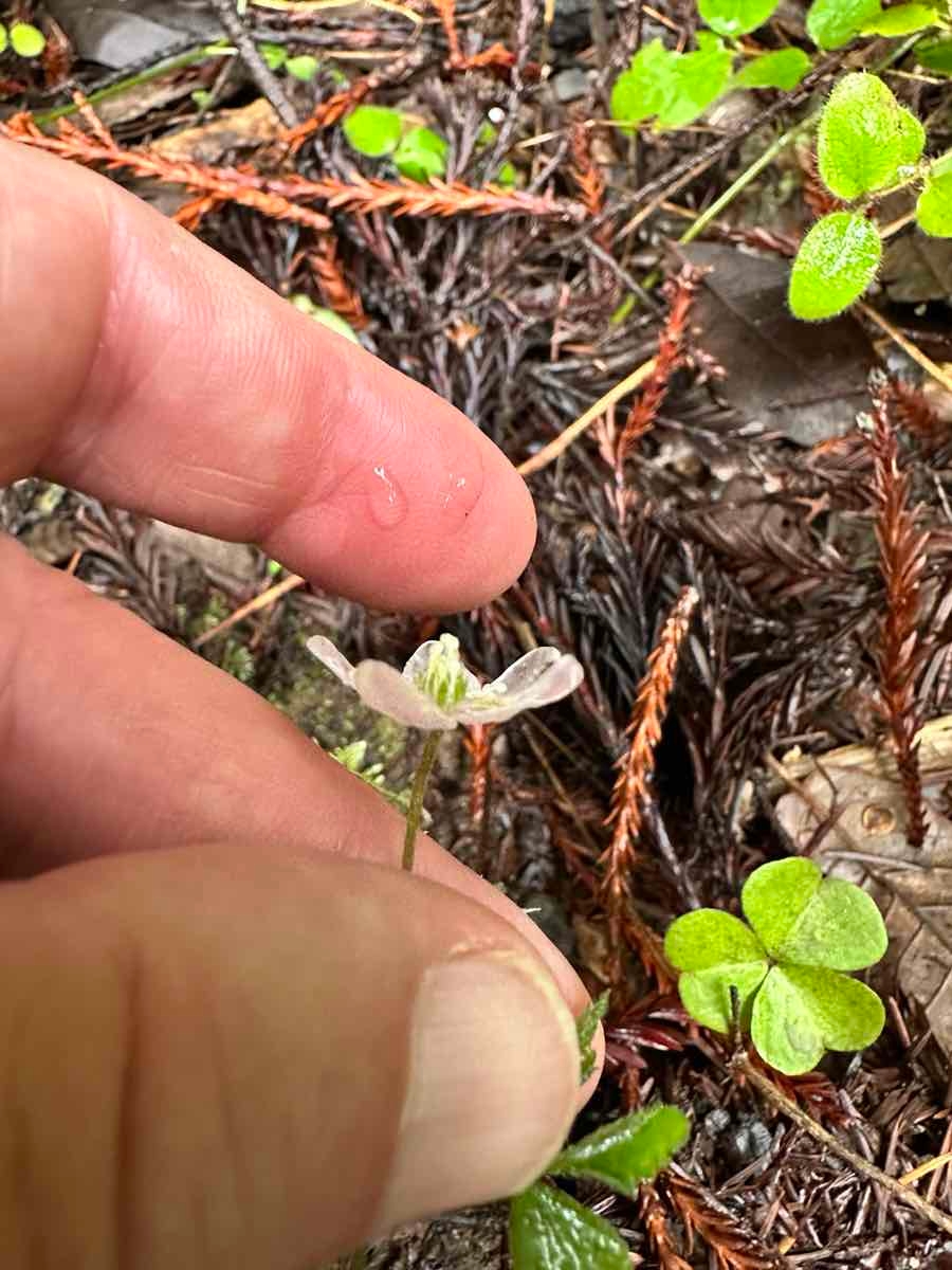 Anemone grayi