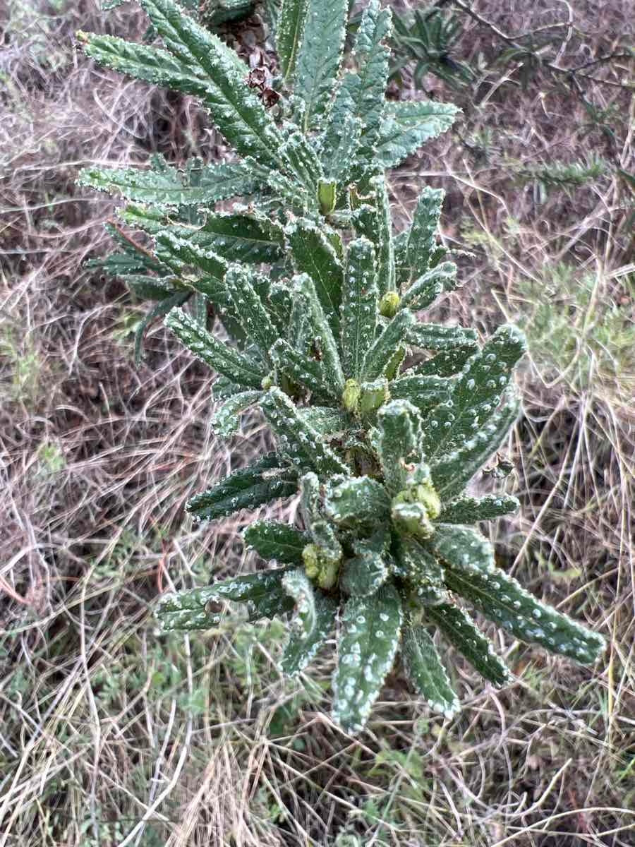 Ceanothus papillosus