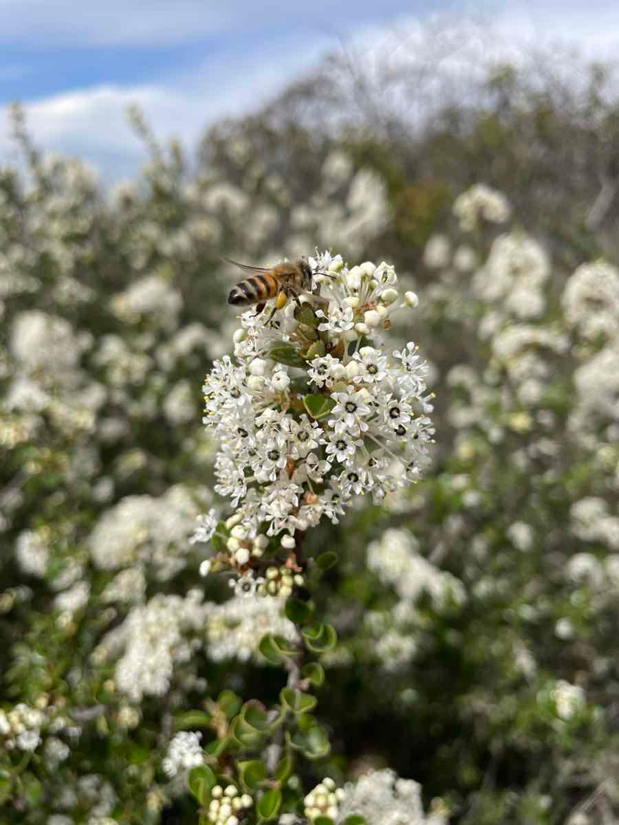 Ceanothus verrucosus