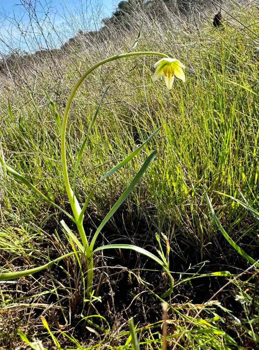 Fritillaria liliacea