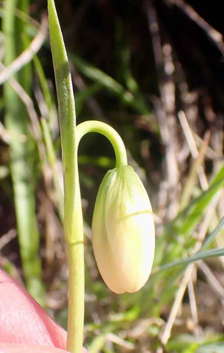 Fritillaria liliacea