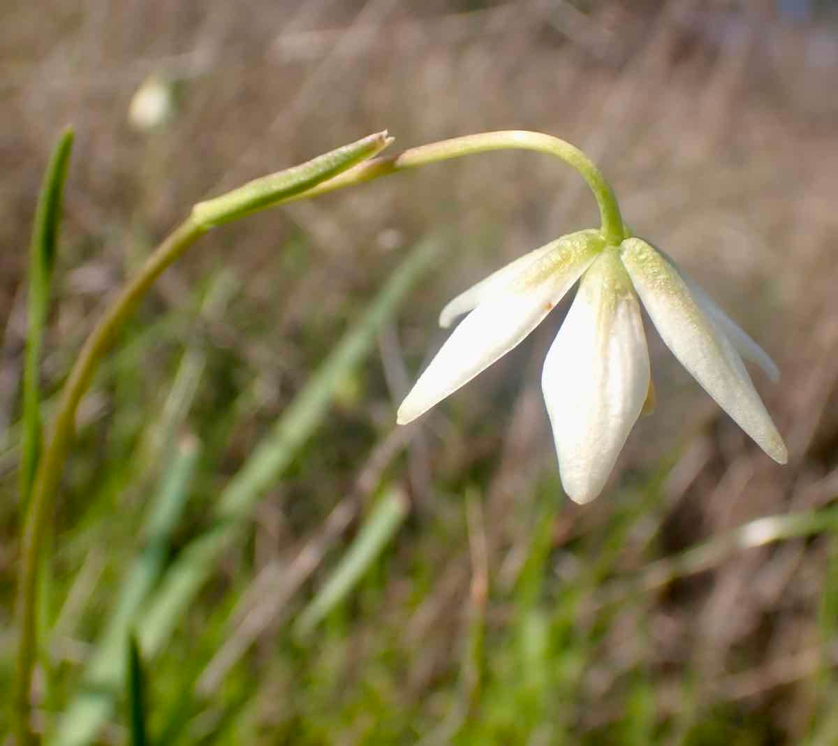 Fritillaria liliacea