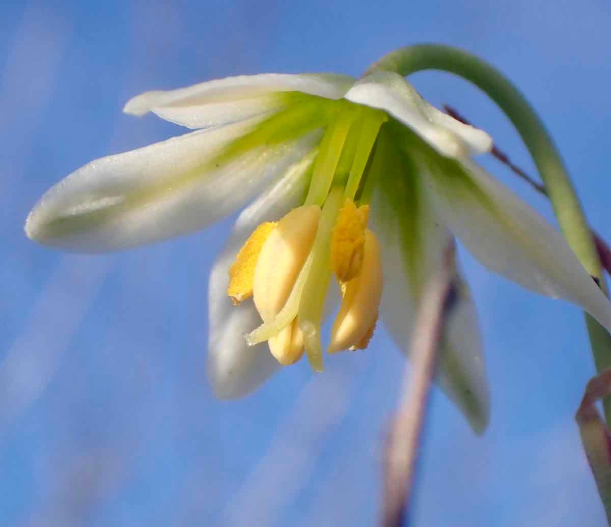 Fritillaria liliacea